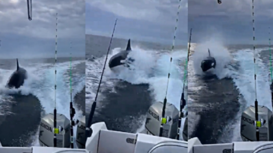 Pánico en el mar: una orca persiguió a toda velocidad a una lancha en Sinaloa - #FlashChat
