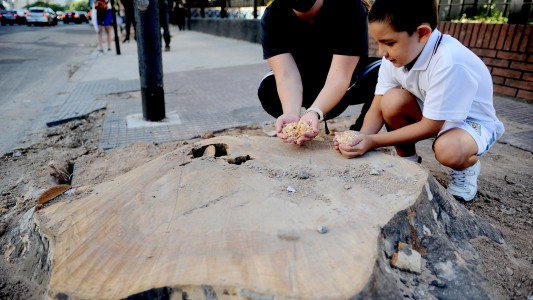 Rechazan la tala de unos 70 árboles por la obra del Metrobus