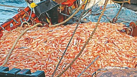 Murió tras ser golpeado por un cajón con langostinos