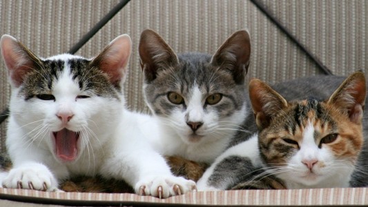 Convivieron 16 años, se separaron y le ganó la tenencia de tres gatos