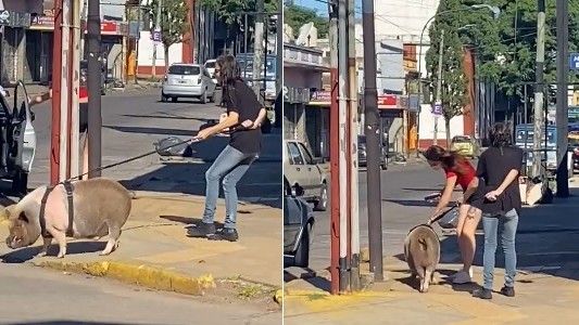 Video: sacó a pasear un chancho por el centro de Lanús