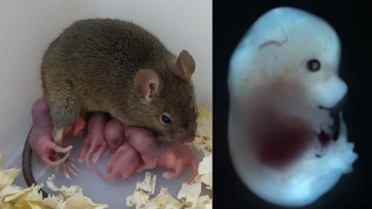 Científicos lograron que una rata tenga crías sin sexo ni esperma