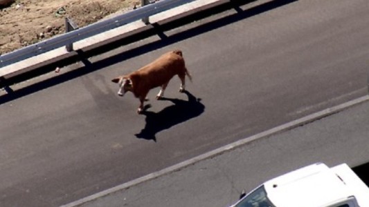 Video: una vaca "fugitiva" en la autopista