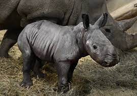 Bautizaron "Queenie" a un bebé rinoceronte en Inglaterra en honor a la reina Isabel II
