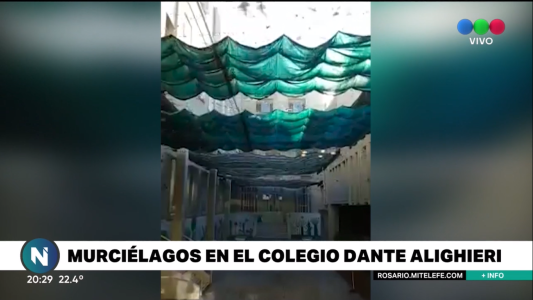 Video: Invasión de murciélagos en un colegio de Rosario