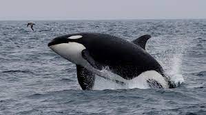 Lanzaron la temporada de orcas en Chubut