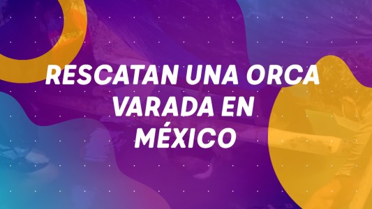 Rescatan una orca varada en México - #BuenFlash