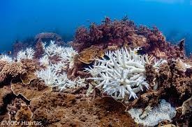 La Gran Barrera de Coral australiana sufre un blanqueamiento por las altas temperaturas