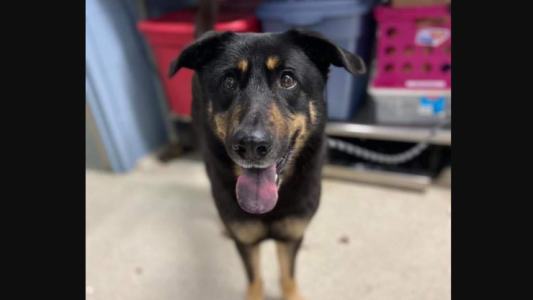 Abandonaron a su perro porque temieron que fuera “gay”