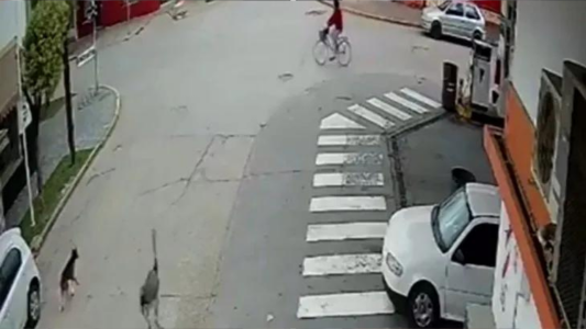 Como "Rápido y furioso" pero con un ñandú - #FlashChat