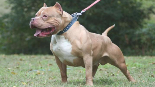 Una perra pitbull atacó a un nene de 3 años en San Juan