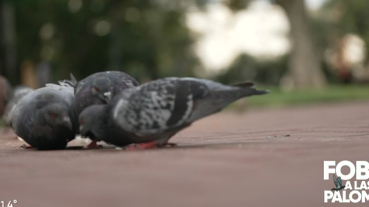 Informe especial: fóbicos a las palomas