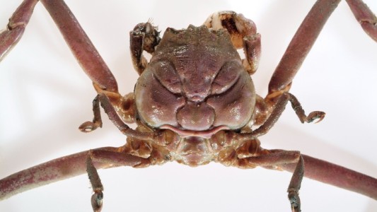 El misterio de los cangrejos samurái del Mar de Japón