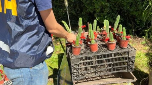 Viveros de Merlo y Moreno vendían cactus alucinógenos
