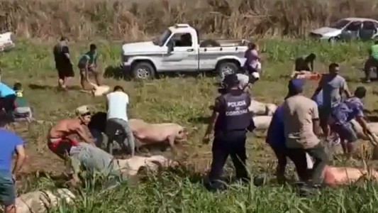 Identificaron a 30 personas que participaron del saqueo al camión que volcó con cerdos