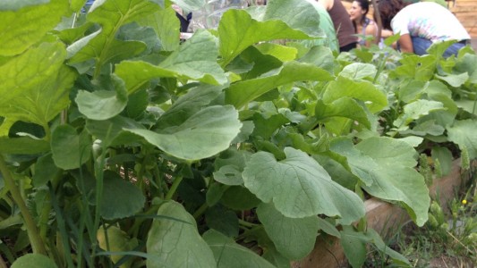 Inauguran una huerta agroecológica en la UBA para enseñar a cultivar a estudiantes y vecinos