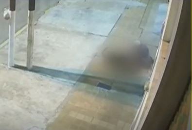 Video: Un ovejero alemán atacó a su perra caniche