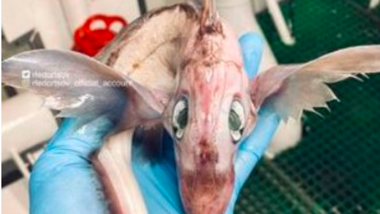 Un pescador ruso halló una extraña criatura en el mar: "bebé dragón"