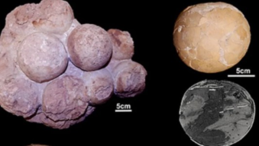 Descubrieron el primer nido de titanosaurios