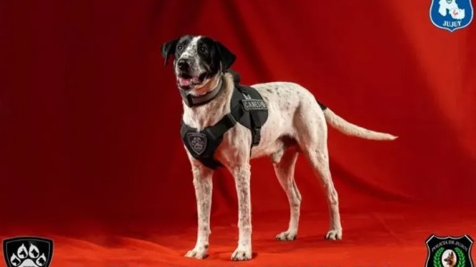 Se jubila Falopa, el perro estrella de la Policía de Jujuy