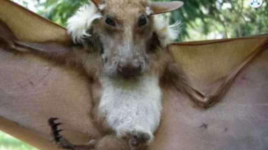 Capturaron a un murciélago gigante en África