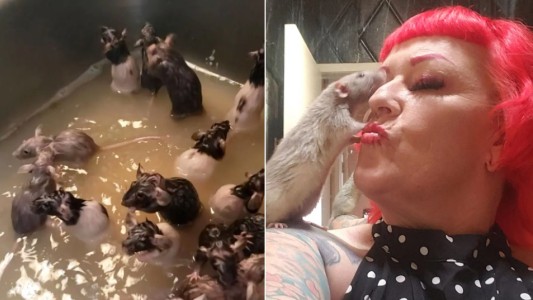 "Bebés": tiene 50 ratas y las baña en la pileta de la cocina
