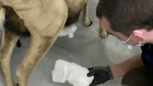 El misterio de los narco-renos - #FlashChat