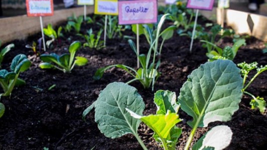 Universitarios de San Luis arman huertas comunitarias para que vecinos tengan alimentos saludables