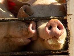 Proteccionistas y veganos marcharán al Congreso en el Día de la Lucha por la Liberación Animal