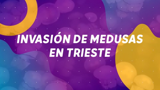 Invasión de medusas en Trieste #BuenFlash