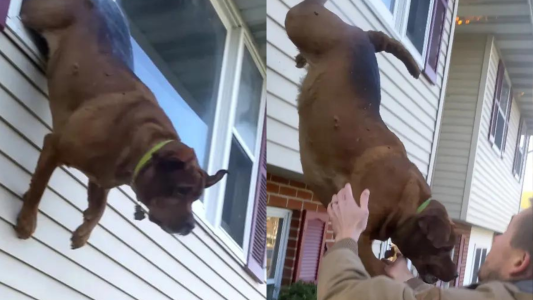 Milagro y huida: así fue la dramática salida de Charlie, el Rottweiler viral - #FlashChat