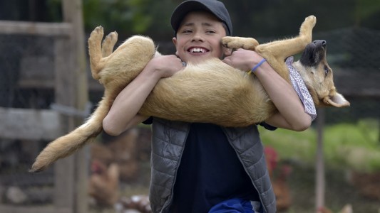 Investigan si existe un vínculo entre hepatitis severa de origen desconocido y los perros