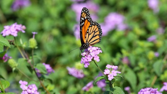El Hospital Tornú tiene su propio jardín de mariposas