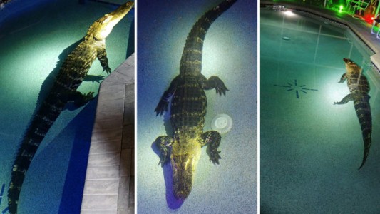 Despertarse con un cocodrilo en la pileta