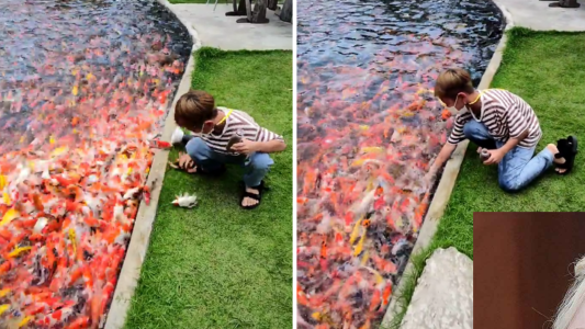 Hambriento como pez de estanque - #FlashChat