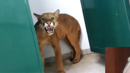 Fue al baño y se encontró con un "lindo gatito" - #FlashChat
