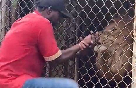 Imágenes sensibles: provocó a un león en un Zoológico y casi pierde un dedo