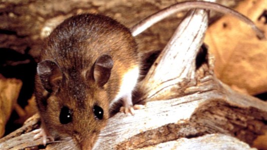 La cepa de hantavirus Andes es la que produce la mayor tasa de mortalidad
