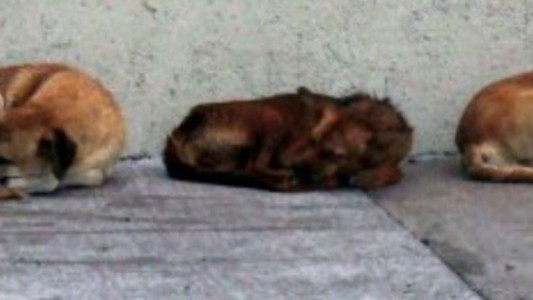 Tres perros impidieron que un motociclista muriera congelado tras accidentarse en Río Negro