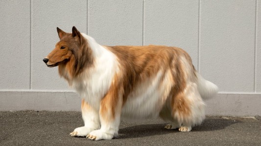 Video: el hombre que gastó miles de dólares para convertirse en perro