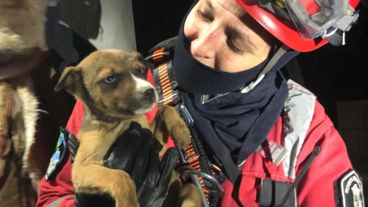 Video: Rescataron a un perro que se había caído en un aljibe