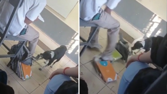 "Profe, el perro me llevó la tarea" - #FlashChat