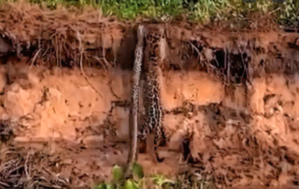 "Hora del almuerzo": filmaron a un yaguareté cazando una boa enorme en el río Paraná