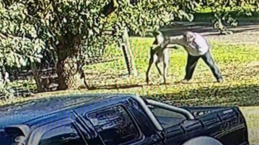 Sólo en Australia: se agarró a piñas con un canguro por su perro - #FlashChat