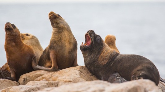 Argentina tiene su primer parque nacional marino en Río Negro
