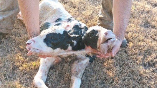 Nació un ternero con dos cabezas en un tambo cordobés