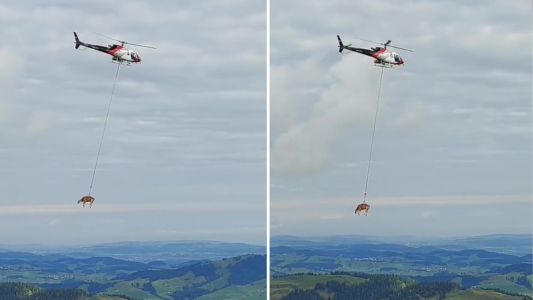 Llegó el día: las vacas vuelan - #FlashChat