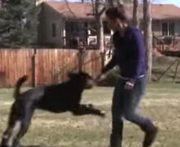 La historia del perro que perdió las cuatro patas y volvió a caminar