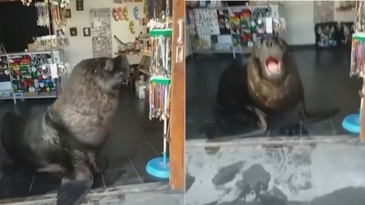 Video: fue a un negocio y lo "atendió" un lobo marino