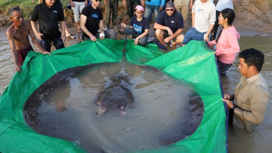 Capturaron el pez de agua dulce más grande jamás registrado